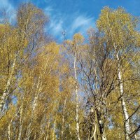 Осеннее :: Елена Семигина