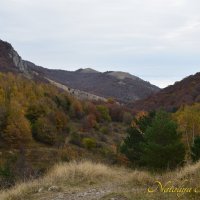 Природа Крыма :: Amazing Cosmea