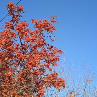 прекрасный октябрь :: Елена Шаламова прекрасный октябрь :: Елена Шаламова