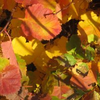 прекрасный октябрь :: Елена Шаламова