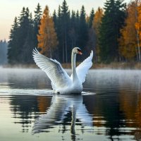 А белый лебедь на пруду ... :: Aleksey Afonin А белый лебедь на пруду ... :: Aleksey Afonin