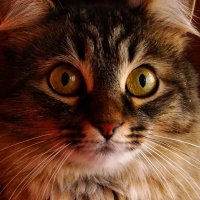 Сью :: kolyeretka 