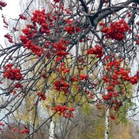 Рябиновый экспромт :: Galina Solovova