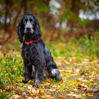 Джек :: Вячеслав Дроздов