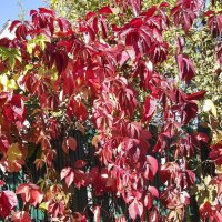 Дикий виноград :: Freddy 97