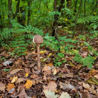 Молодой гриб зонтик :: Александр Синдерёв