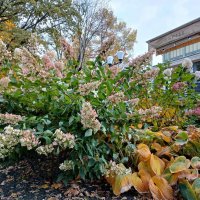 Октябрьское цветение гортензии у ресторана "Эспиля" :: Лия ☼