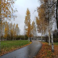 Берёзки в золотом уборе :: Мария Васильева Берёзки в золотом уборе :: Мария Васильева