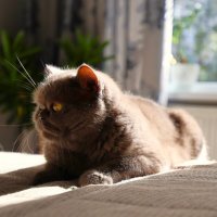 Коха.... :: Evgeny Mameev