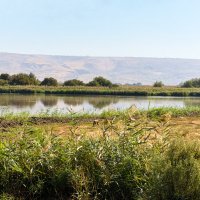 Камышовый кот основная камера :: Александр Деревяшкин Камышовый кот основная камера :: Александр Деревяшкин