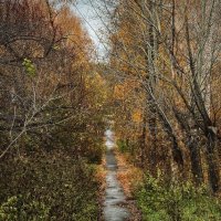 Осенний коридор. :: Сергей Адигамов