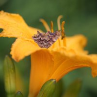 Бабочка :: ZNatasha -