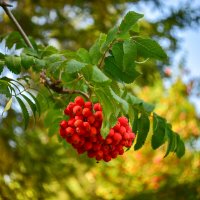 Не много начало осени... 2025г :: Grishkov S.M.