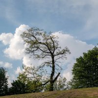 Дерево и облако... :: Николай Гирш Дерево и облако... :: Николай Гирш