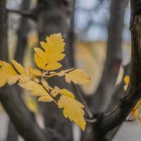 Осень.. :: Евгений 