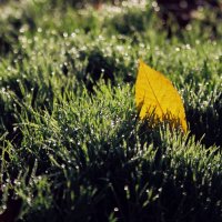 утро :: александр 