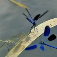 про стрекоз красоток 2 :: Александр Прокудин про стрекоз красоток 2 :: Александр Прокудин