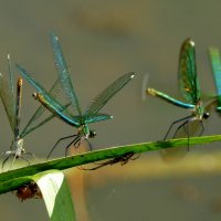 про стрекоз красоток 5 :: Александр Прокудин