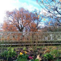 Осень :: Сапсан 