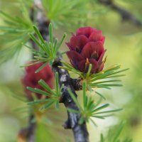 Лиственница :: Виктор Иванович Чернюк