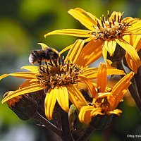 они на радость нам даны :: Олег Лукьянов