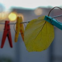 Осень на прищепке :: Оксана Новик 