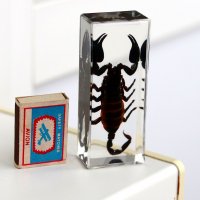 Скорпион :: Андрей Л. В.