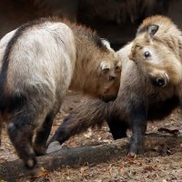 такины :: Михаил Бибичков