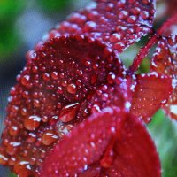 После дождя :: Людмила Смородинская