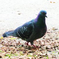 Ищет еду :: Людмила Смородинская