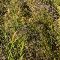 Заросли :: Анатолий Чикчирный