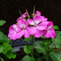 Пеларгония :: PRP 