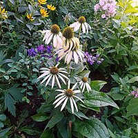 Цветы. :: Владимир Драгунский Цветы. :: Владимир Драгунский