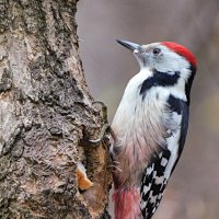 Средний пёстрый дятел :: Лина Средний пёстрый дятел :: Лина