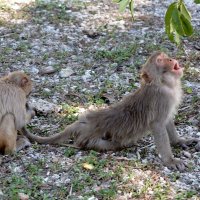 Вьетнамский массаж.... :: Sergey (Apg)