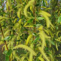 про апрель :: Елена Шаламова про апрель :: Елена Шаламова