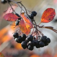 Черноплодная :: ZNatasha -