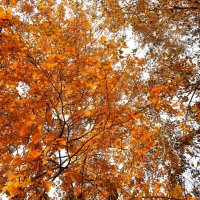 В осеннем воздухе особая свежесть. :: Татьяна Помогалова В осеннем воздухе особая свежесть. :: Татьяна Помогалова