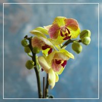 Моя коллекция орхидей :: Irene Irene