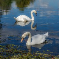 Лебедушки :: Наталья Димова