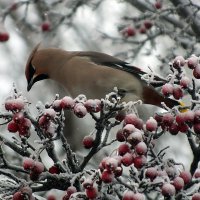 ** :: Зоя Мишина