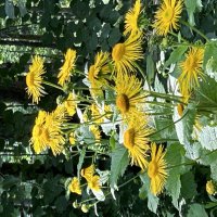 Просто цветы :: Натали 