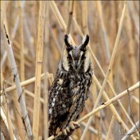 Филин. :: Александр 