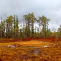 Сосны и болото :: Сергей Никифоров