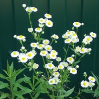 Цветы :: Freddy 97