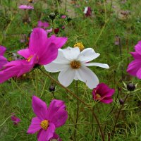 ...Осенние бабочки... :: Галина 