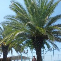 ПАЛЬМА :: СЕРГЕЙ ФИЛОЧКИН