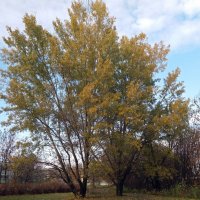 Два тополя :: Galina Solovova