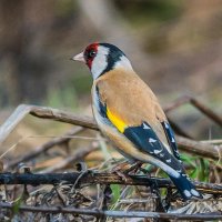 Щегол. :: Nik Lovec Щегол. :: Nik Lovec