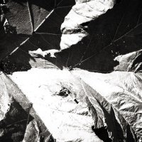 Фотография :: Денис Безногов Фотография :: Денис Безногов